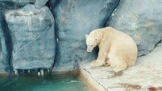 北极熊坐在河边的石头上洗脸