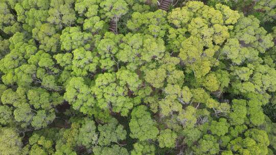 俯拍绿色植物森林