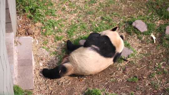 大熊猫 国宝 熊猫 野生动物 可爱 濒危动物