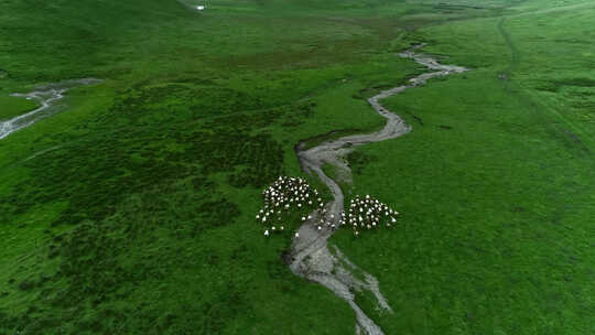 绿色草原牧场上奔跑的羊群