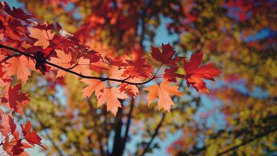 秋天红枫叶空镜