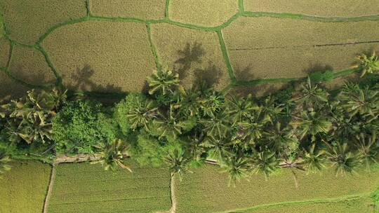 航拍顶部夏季稻田棕榈树的镜头