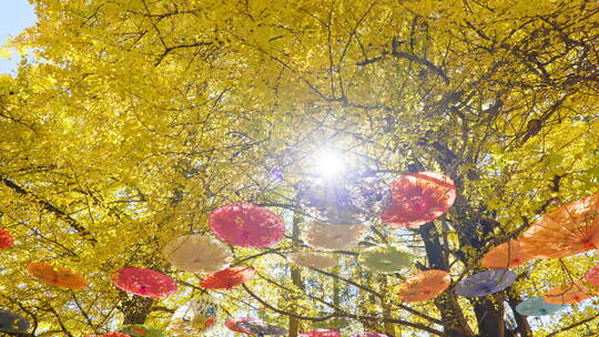 阳光透过挂满油纸伞的金黄银杏林
