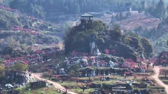 桃花树桃花林桃花山