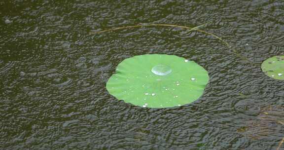 雨打荷塘雨中荷叶下雨天氛围凉爽
