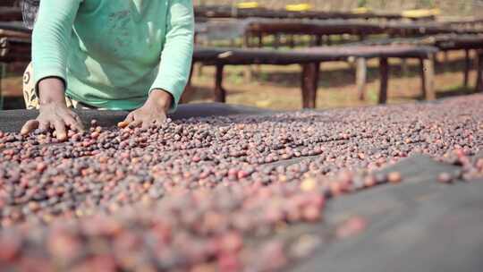 埃塞俄比亚咖啡发源地种植园视频素材模板下载