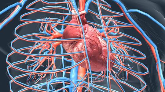 心脏动画医学人体心脏运转跳动视频素材模板下载