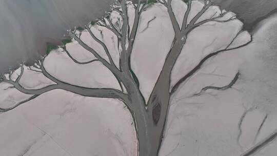 慢速特写航拍鄱阳湖生命之树