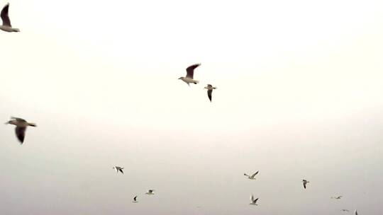 晴空中飞翔的海鸥