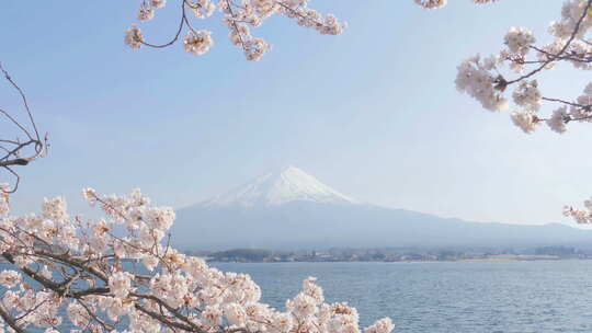 樱花和富士山