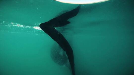 潜水水下拍摄鲸鲨鲸鱼