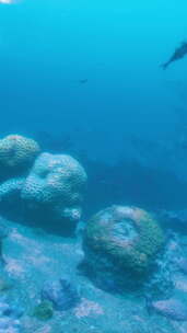 一群鱼在珊瑚礁上游泳