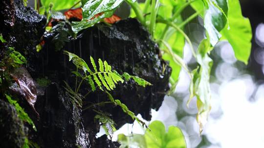 原始森林植物滴水观音叶子下雨水滴