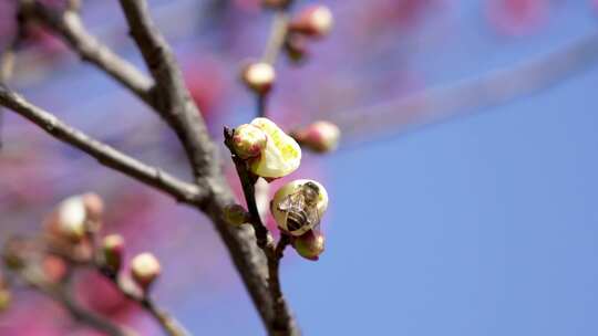 春天梅花盛开蜜蜂采蜜生机勃勃