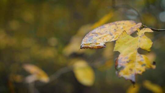 秋季雨后泛黄枯叶上的水滴特写