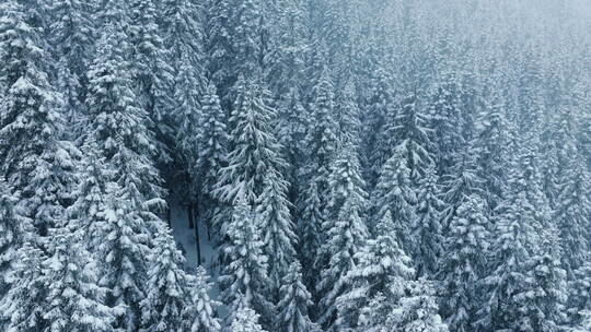 美丽的降雪景观加拿大惊人的冬季场景复制背