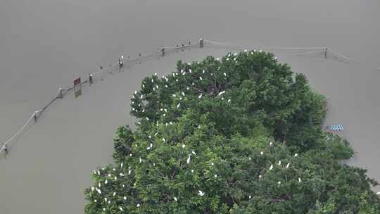 惠州西湖风景名胜区鹤屿航拍视频素材模板下载