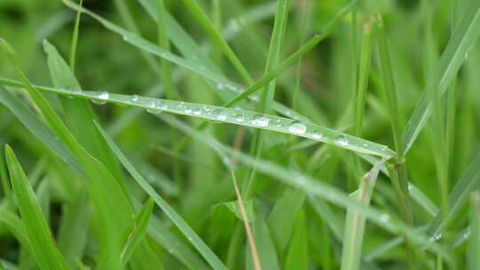 小草叶子上的水珠实拍