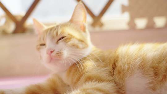 橘猫田园猫家猫阳台晒太阳睡觉眼睛特写视频素材模板下载