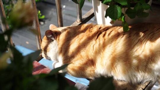 睡觉的肥猫橘猫C1756视频素材模板下载