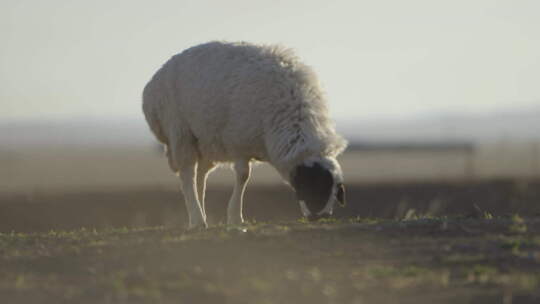 草原上的羊群（log模式）