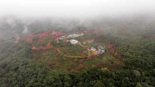 航拍云南无量山樱花茶园云海