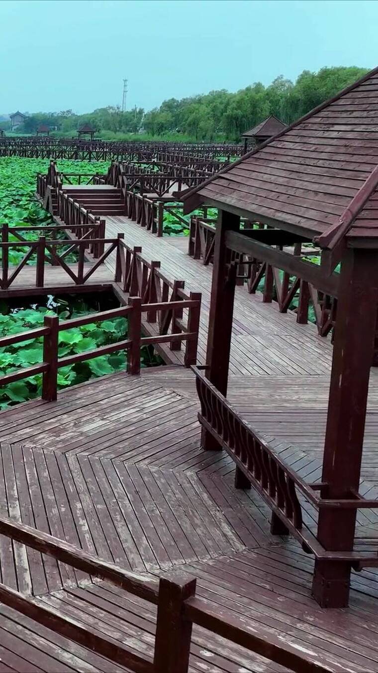 自然景观，大自然的美景荷花池