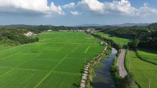 4K 农业农村稻田水稻