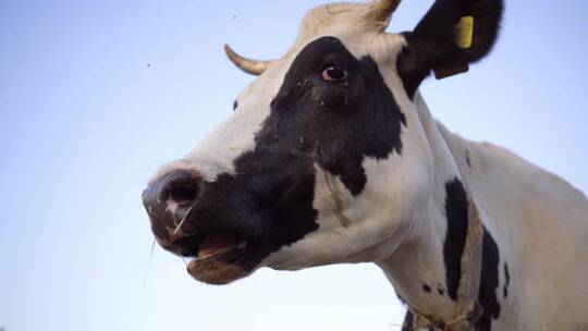 特写牛角天空背景。牛咀嚼。农场上的奶牛