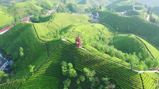 航拍恩施鹤峰走马木耳山茶谷生态田园茶园