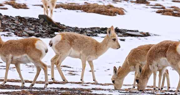 4K高清实拍野生动物藏羚羊高原雪山动物