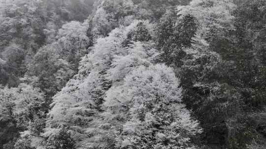 树木结冰雪淞近景