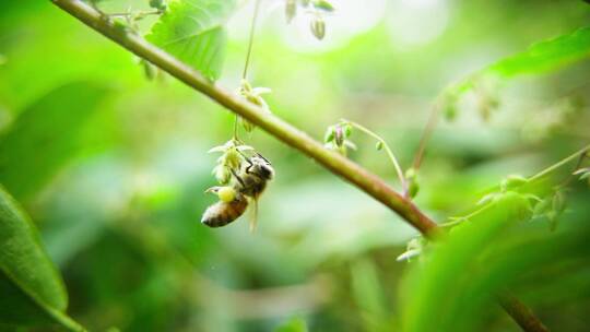 蜜蜂野花上采蜜微距特写飞舞慢镜头
