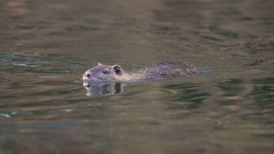 野生河豚（Myocastor coypus）在河水中游泳