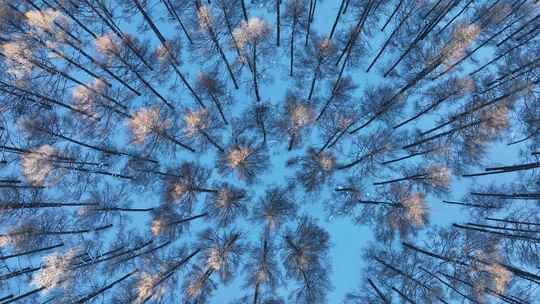 森林俯拍冬季雪地松林自然风光