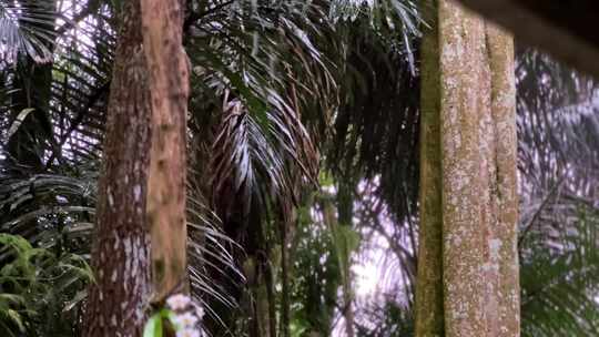 雨中森林的大树干和茂密的树木。