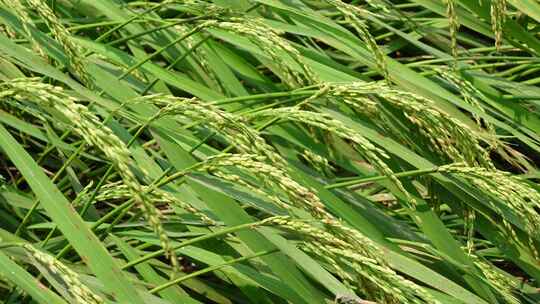 水稻 粮食 稻子