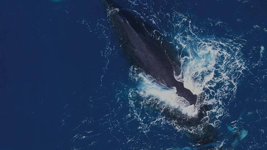 航拍浮出海面的鲸鱼及鲸鱼宝宝视频素材模板下载