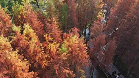 中国广东省广州市黄埔区知识城凤凰湖水杉