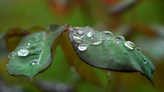 雨天植物叶子的雨水雨滴水珠的自然治愈风景
