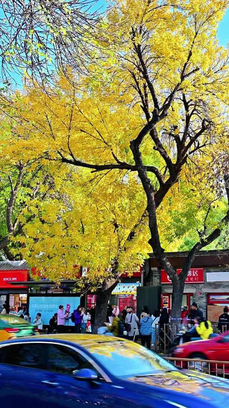 北京金色秋天街景