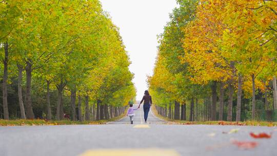 唯美金色秋景 落叶 红枫公路旅行