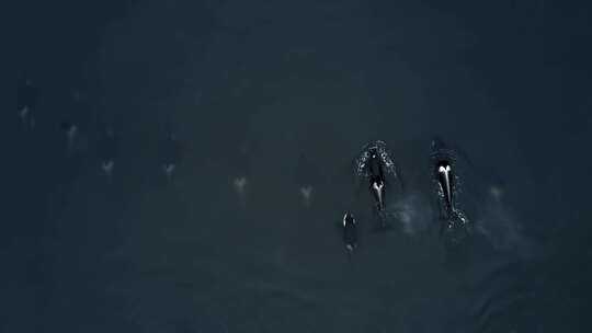 海洋生物虎鲸畅游