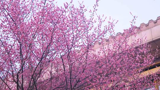 盛开的粉色繁花与中式建筑