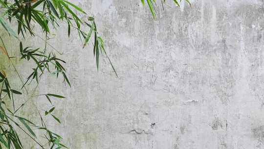 古老的白墙和竹林