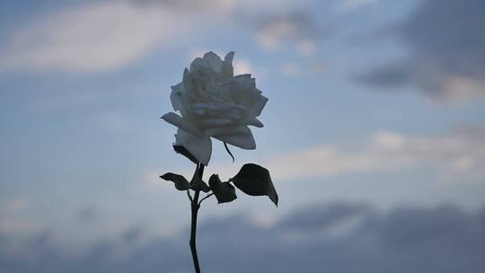 白玫瑰晚霞下蓝调时间随风飘动慢动作