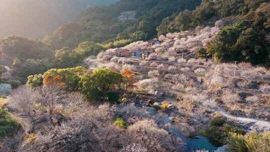 航拍福州永泰青梅花（葛岭万石村）17