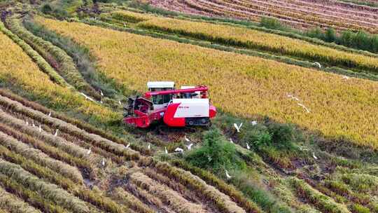 稻田收割 丰收场景 白鹭视频素材模板下载