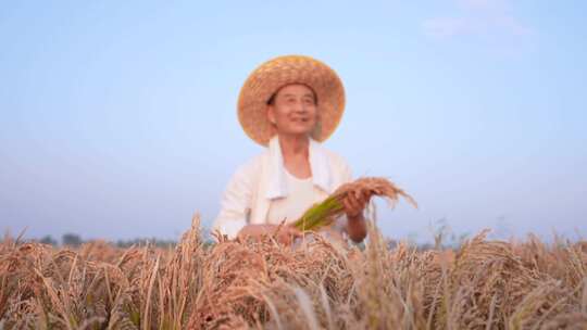 稻谷丰收  粮食丰收 生态农业视频素材模板下载