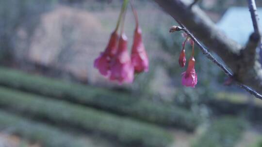 樱花蜜蜂采花和茶园风光